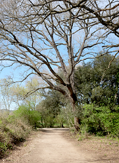 Bosc de les Estunes, Porqueres